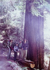 Dwarfed by a Redwood