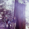 Dwarfed by a Redwood