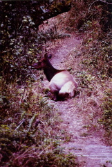 Elk in the trail
