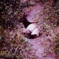 Elk in the trail