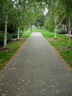 Trees and Path