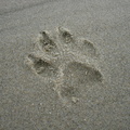 06_footprint