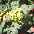 25_yellow_flowers