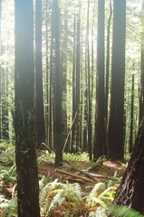 10_redwoods