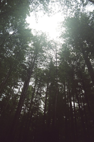 12_redwoods_light.jpg