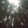 12_redwoods_light