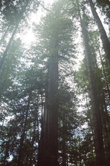 13_redwoods_light