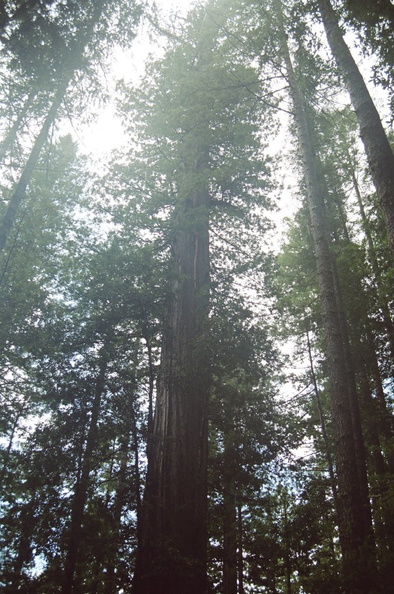 13_redwoods_light.jpg