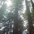 13_redwoods_light