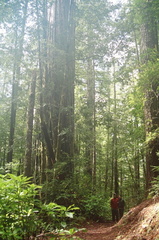 14_redwoods_ak