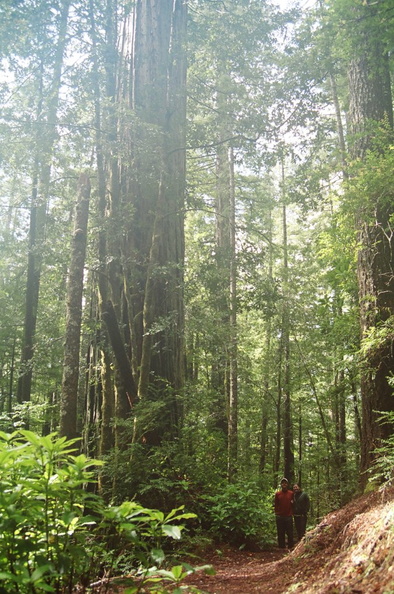 14_redwoods_ak.jpg