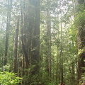 14_redwoods_ak