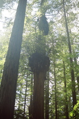 16_redwoods_growth