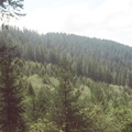 18_forest.jpg