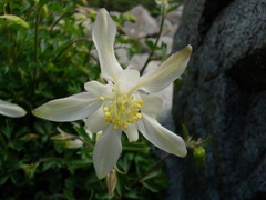 09_white_flower