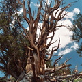 f22_great_basin_bristlecone_pine