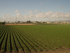 Beautiful Gilroy, as seen from the train.