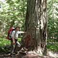 David Examines a Huge Tree