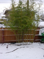 Bamboo and Snow