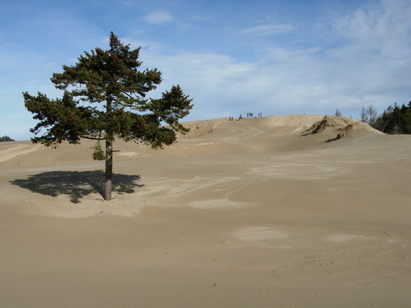 Lone Tree on the Dunes