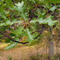 Tree ID: Oregon Oak (Quercus garryana)