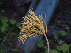 Tree ID: Whitebark Pine (Pinus albicaulis): Needles