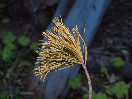 Tree ID: Whitebark Pine (Pinus albicaulis): Needles