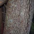 Tree ID: Whitebark Pine (Pinus albicaulis): Bark