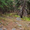 Faint Trail
