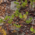 Plant ID: Manzanita (Arctostaphylos sp.)