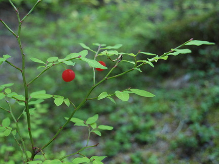 Red Huckleberries