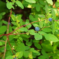 Blue Huckleberries