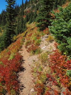 Autumnal Huckleberry Bushes