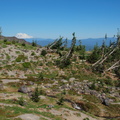 Mt Adams and blown down trees