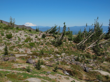 Mt Adams and blown down trees