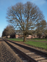 Tracks and Tree