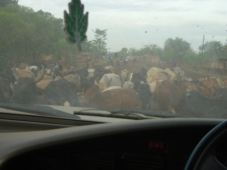 Cows_in_the_Road.jpg