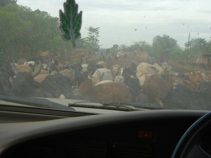 Cows in the Road